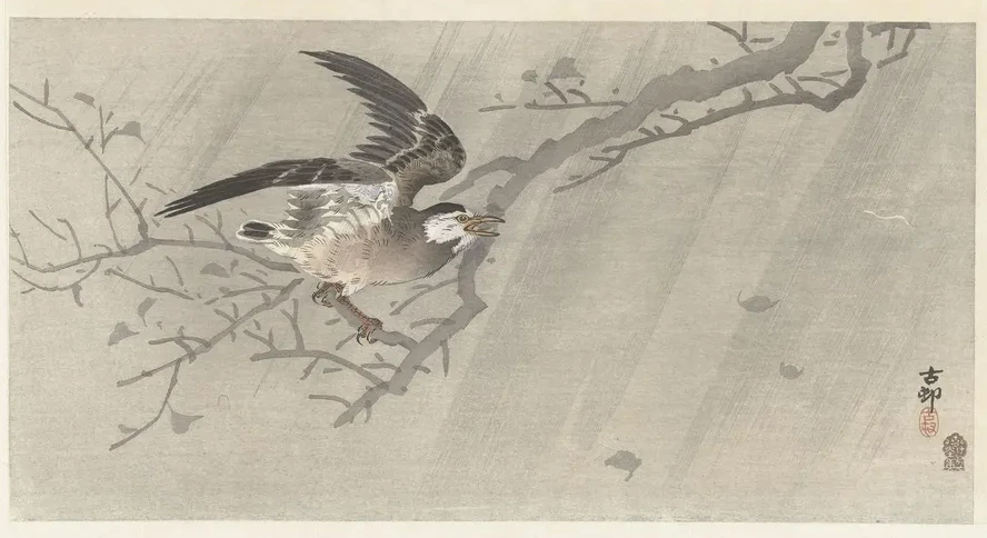 Gray Starling in Storm