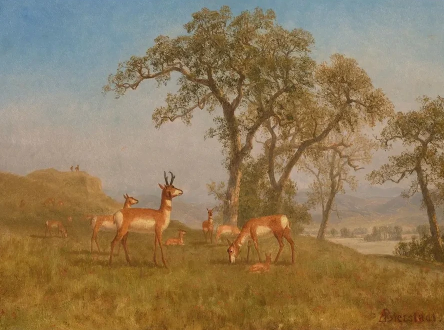 Grazing Antelope