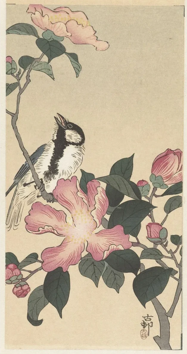 Great Tit on Branch with Pink Flowers