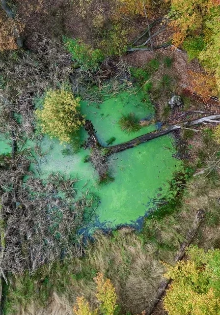 Green Pond No.1
