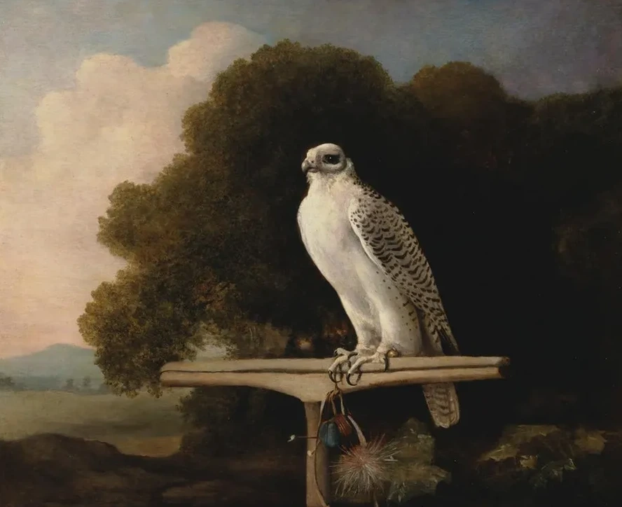 Greenland Falcon