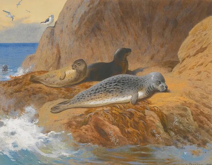 Grey And Harbour Seals At Rest