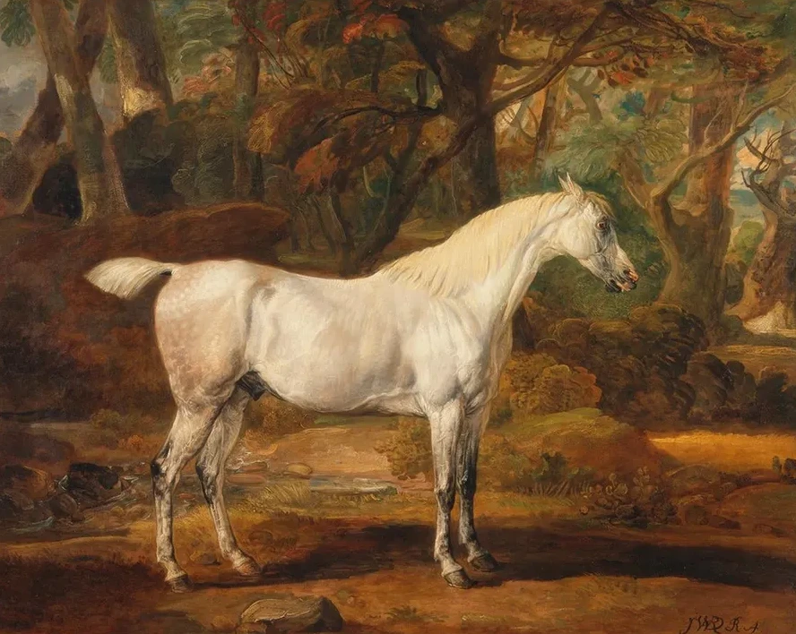 Grey Arabian Stallion, the Property of Sir Watkin Williams - Wynn