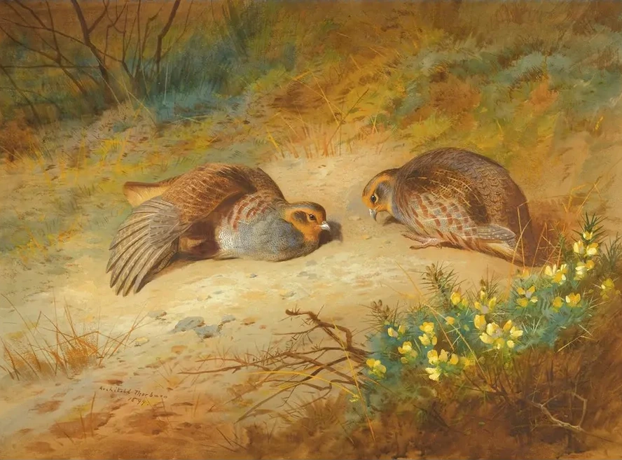 Grey Partridge