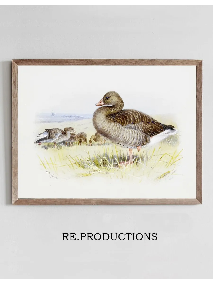 Greylag Goose