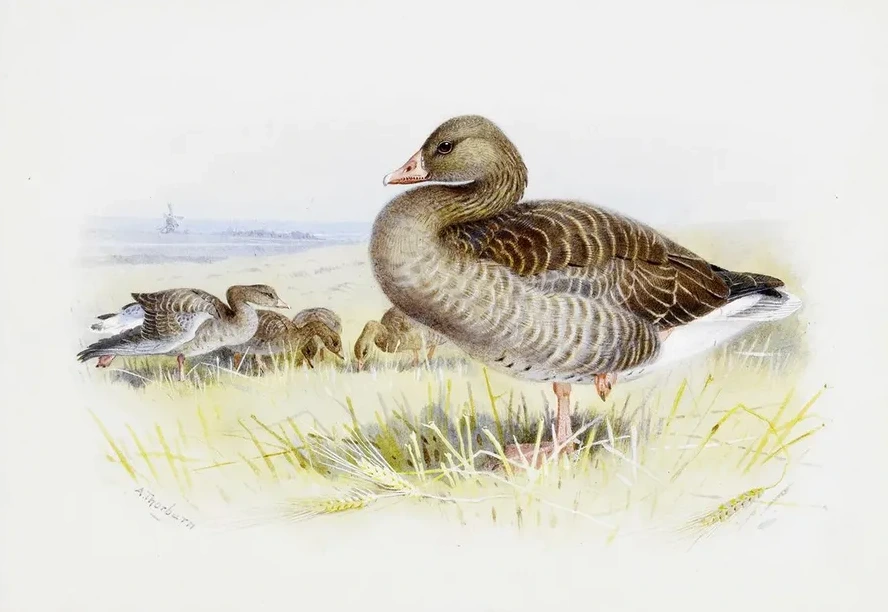 Greylag Goose
