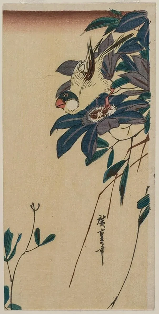 Grosbeak and Clematis