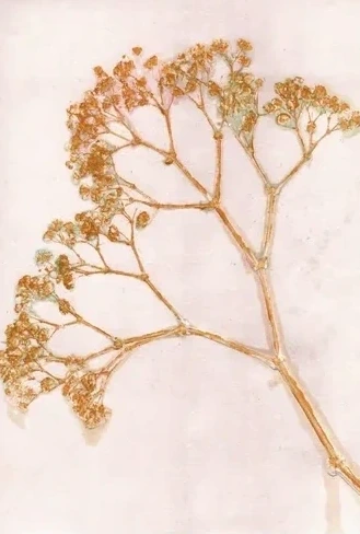 Gypso - Ochre