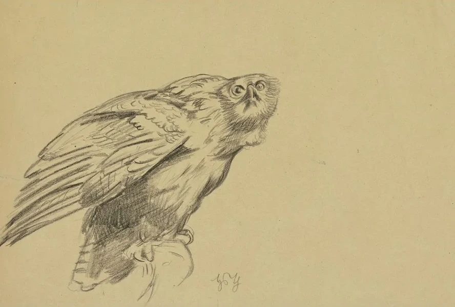 Harpy