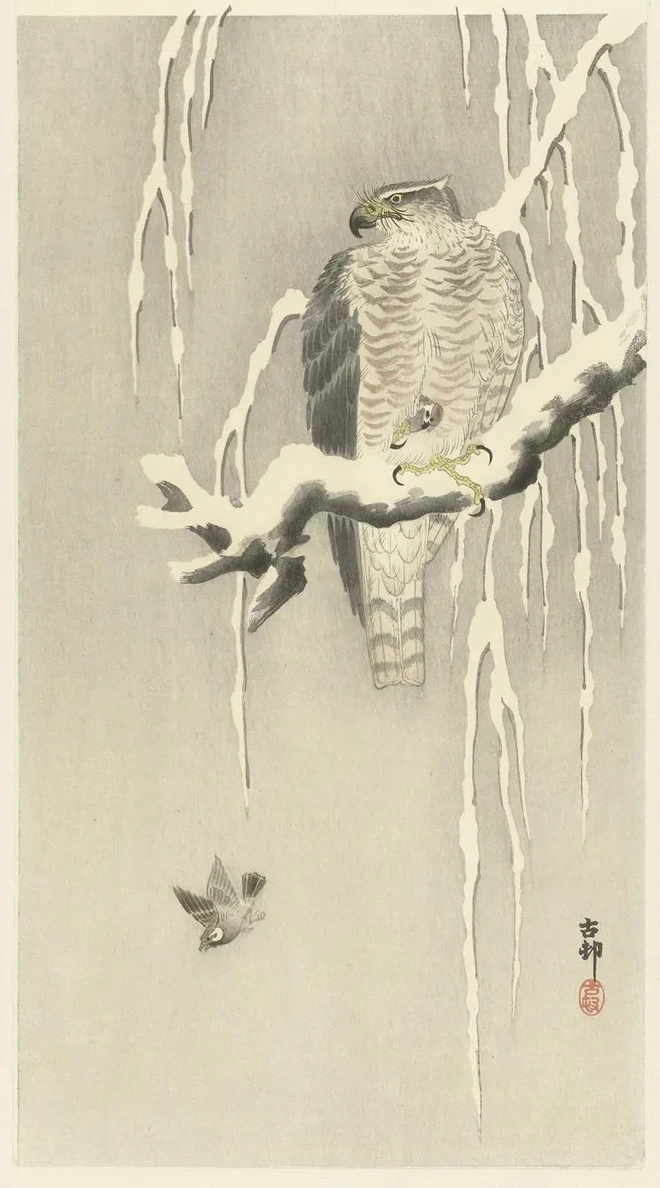 Hawk with Captive Tree Sparrow