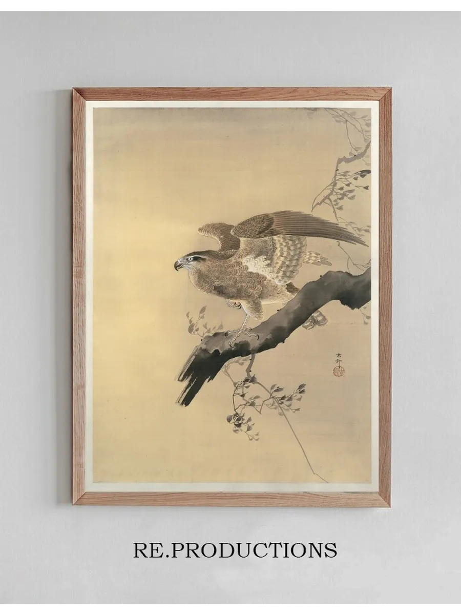 Hawk