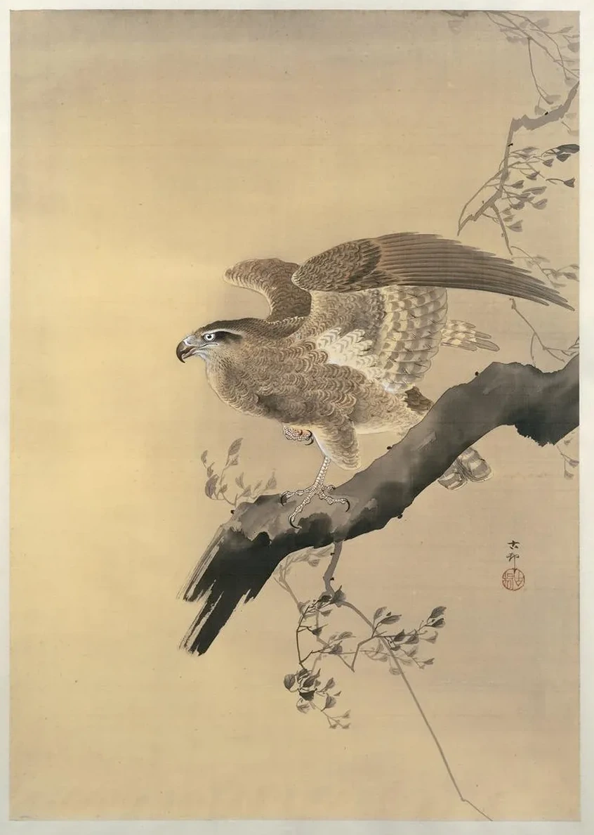 Hawk