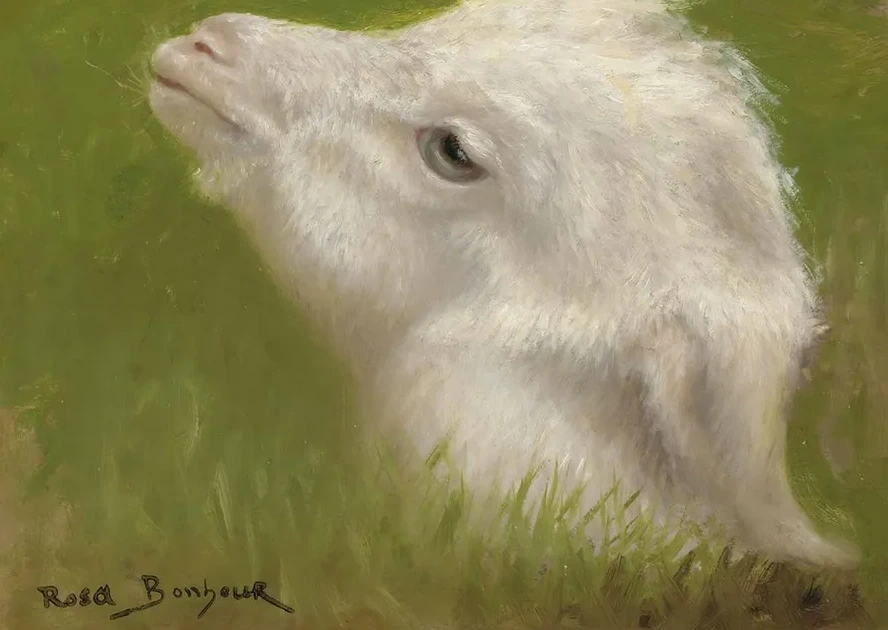 Head Of A Lamb