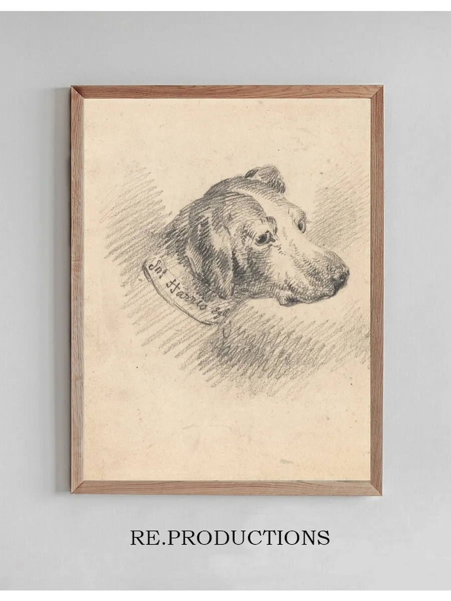 Head of a Hound