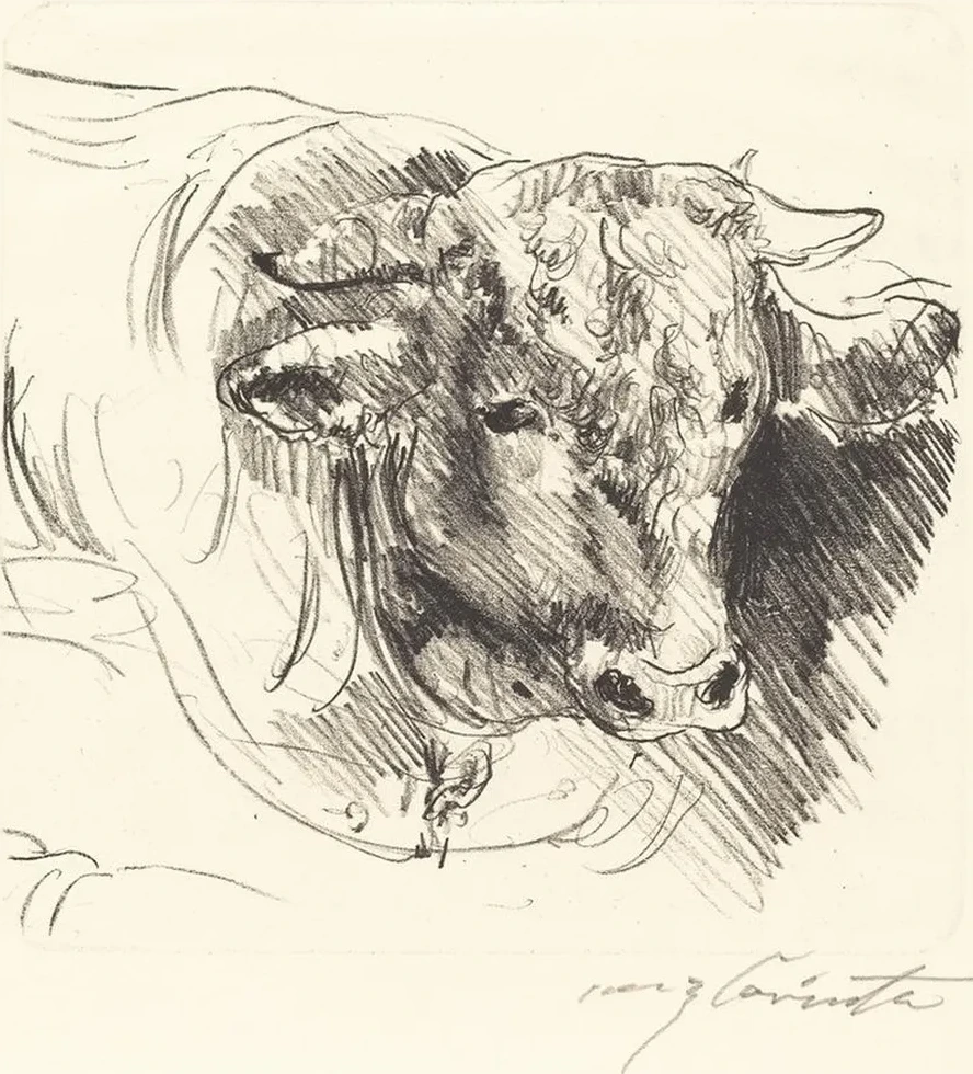 Head of a Steer (Stierkopf)