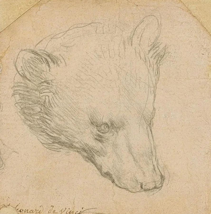 Head of a Bear