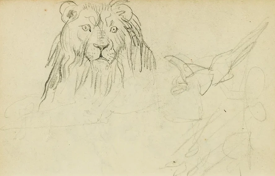 Head on View of Seated Lion