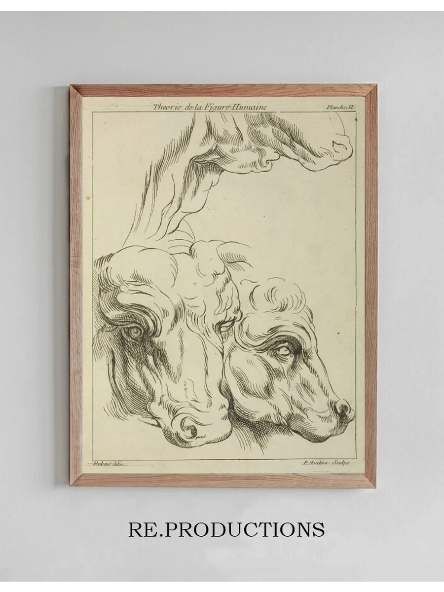 Heads and Necks of Two Bovines Portion of Neck of a Third
