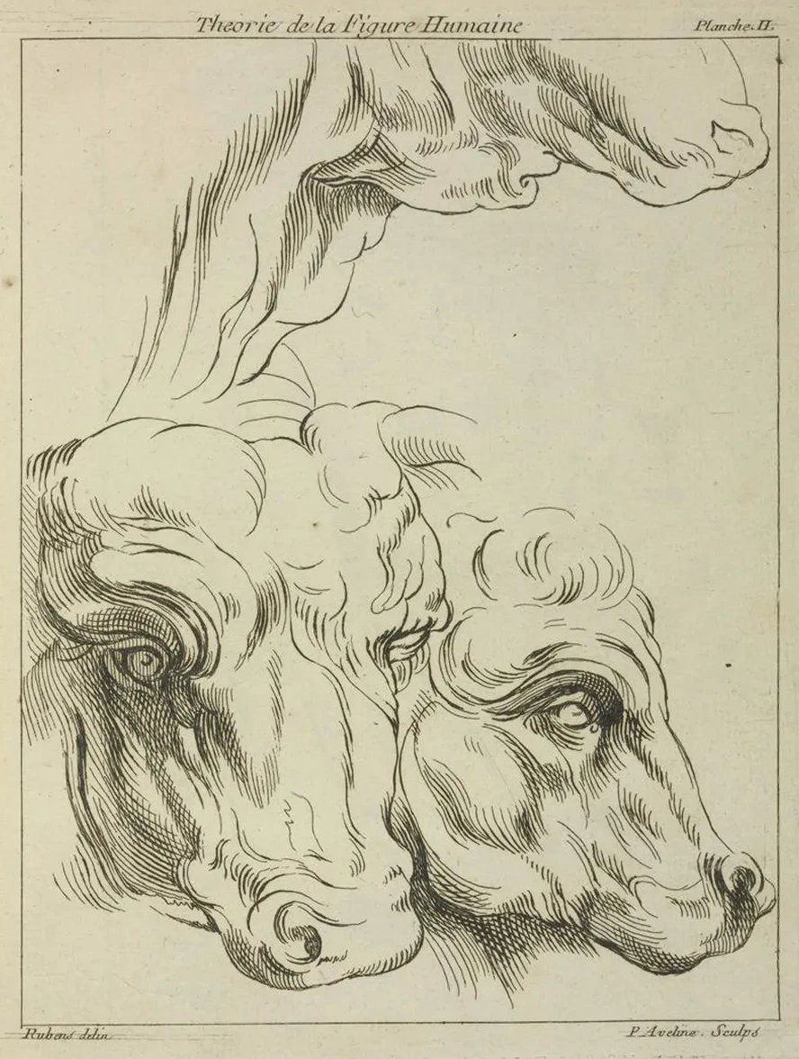 Heads and Necks of Two Bovines Portion of Neck of a Third