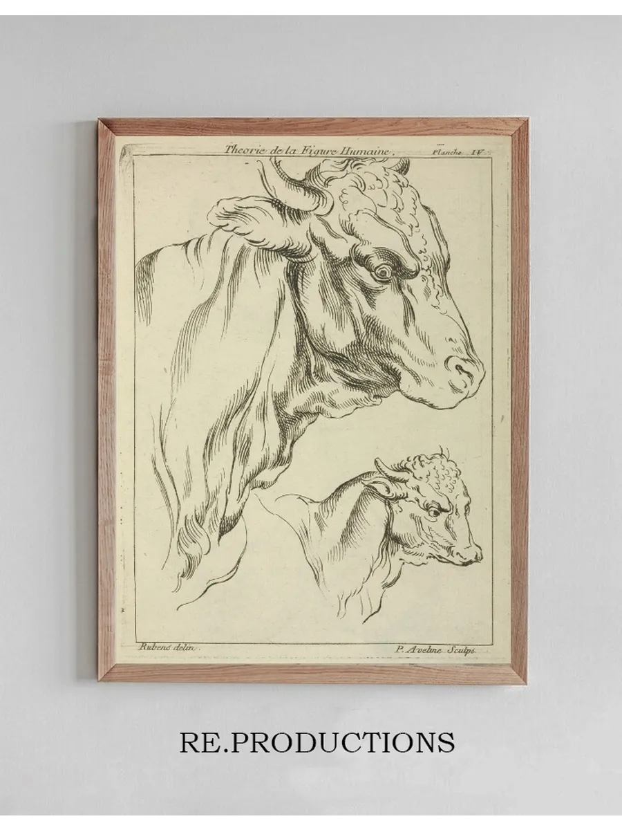 Heads and Necks of Two Bulls in Profile