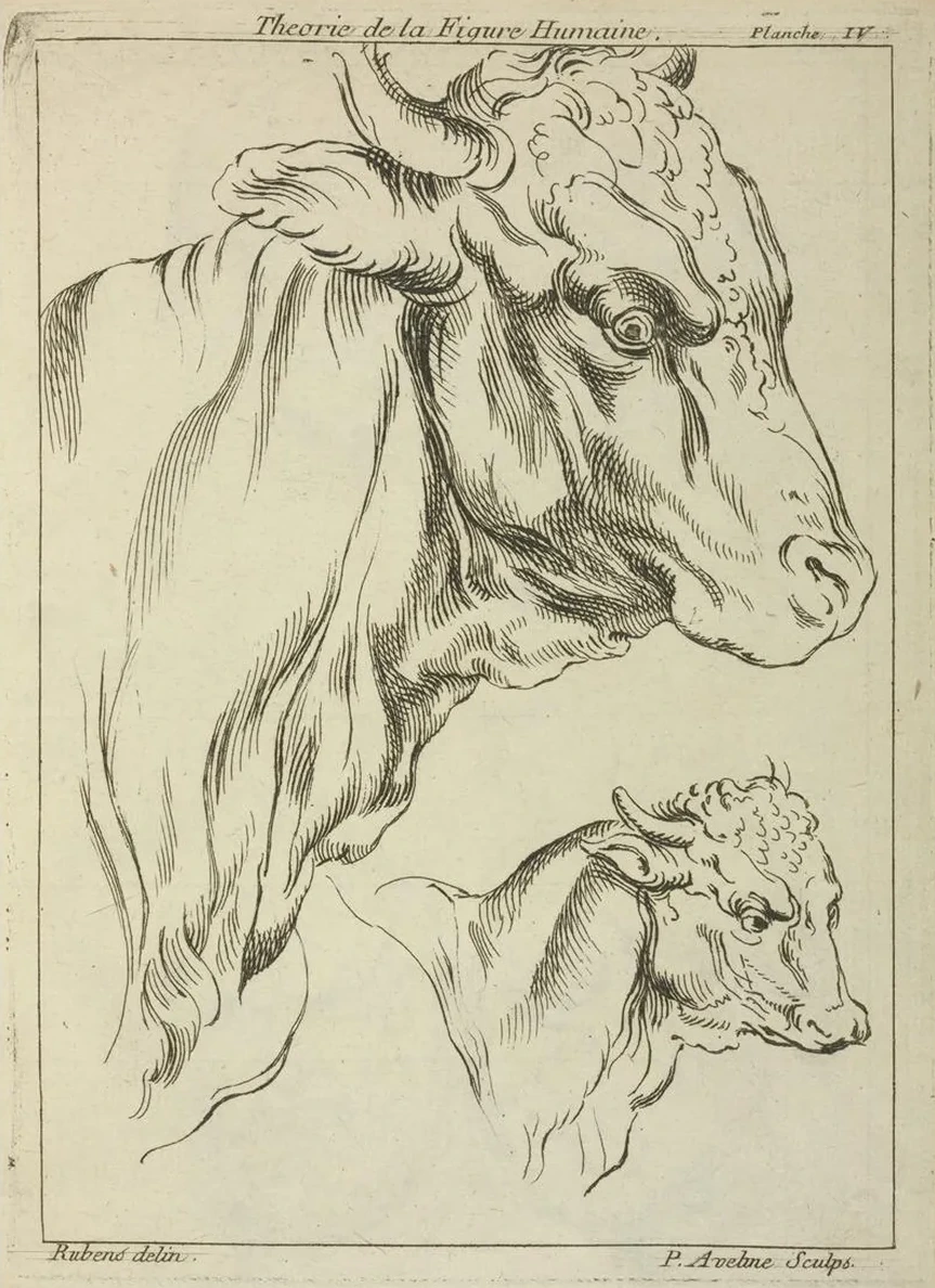 Heads and Necks of Two Bulls in Profile