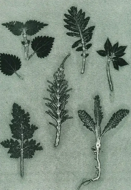 Herbs & Seaweed - Dark Green