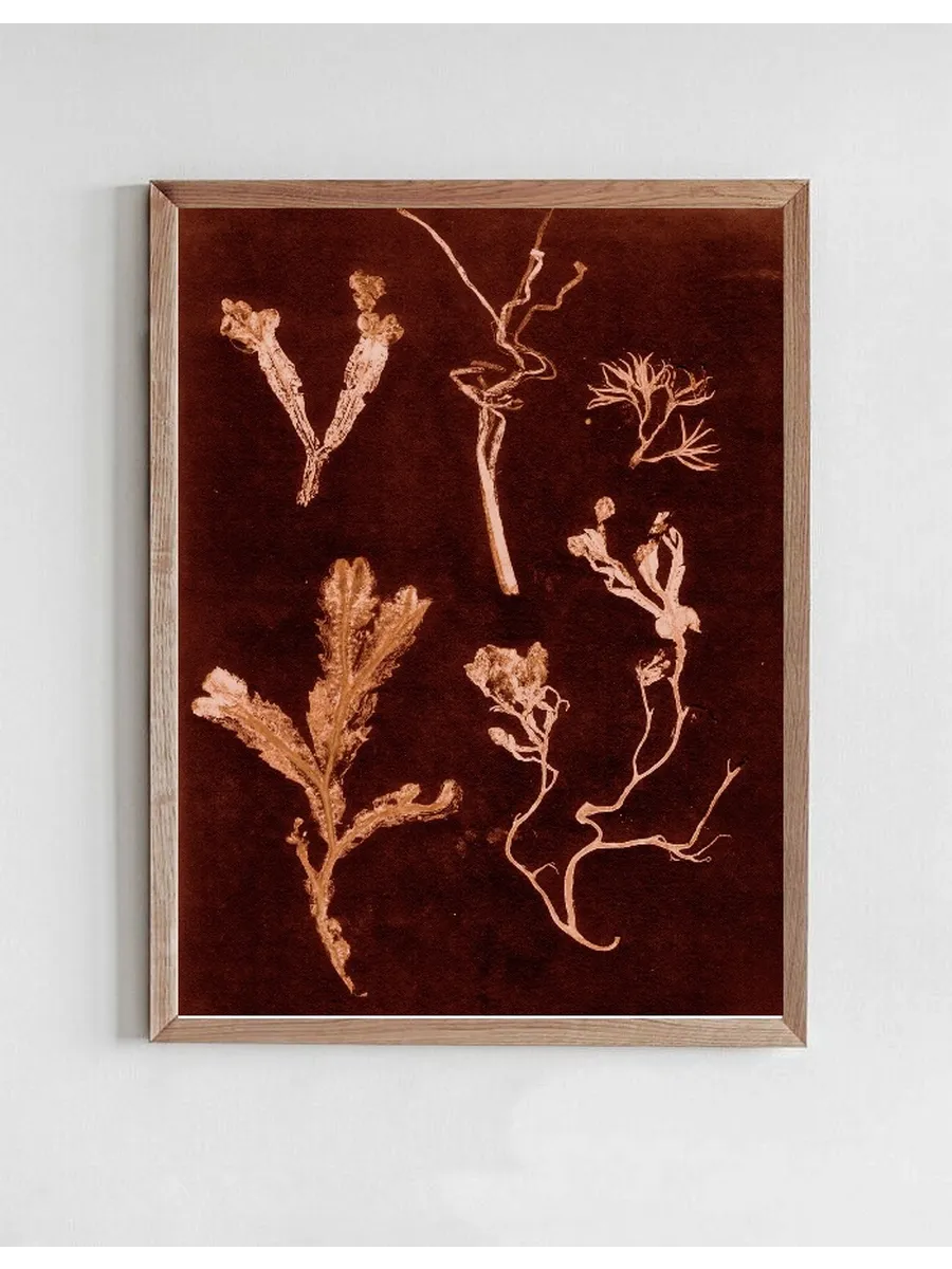 Herbs & Seaweed - Dark Rust