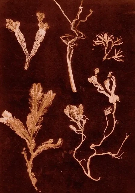 Herbs & Seaweed - Dark Rust