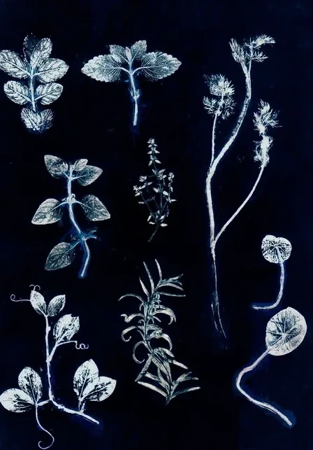 Herbs & Seaweed - Garden Herb Dark Blue