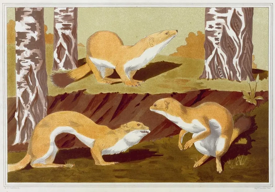 Hermines Vulgaires