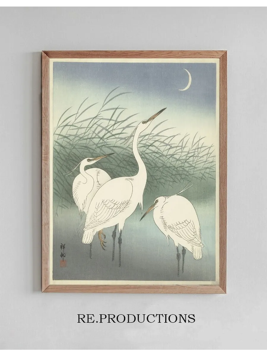 Herons in Shallow Water