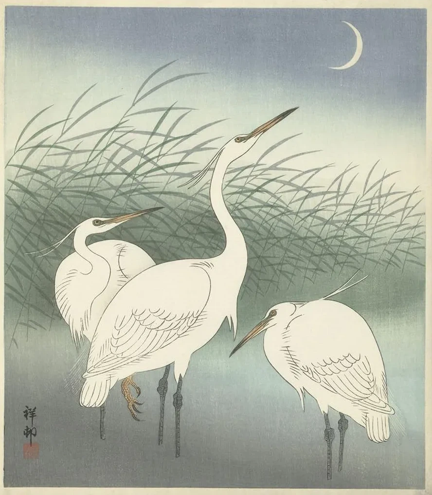 Herons in Shallow Water