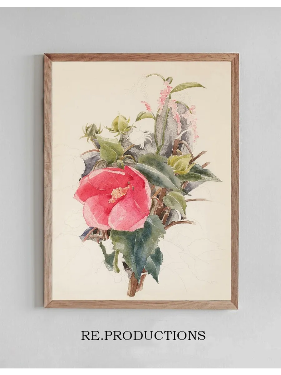 Hibiscus