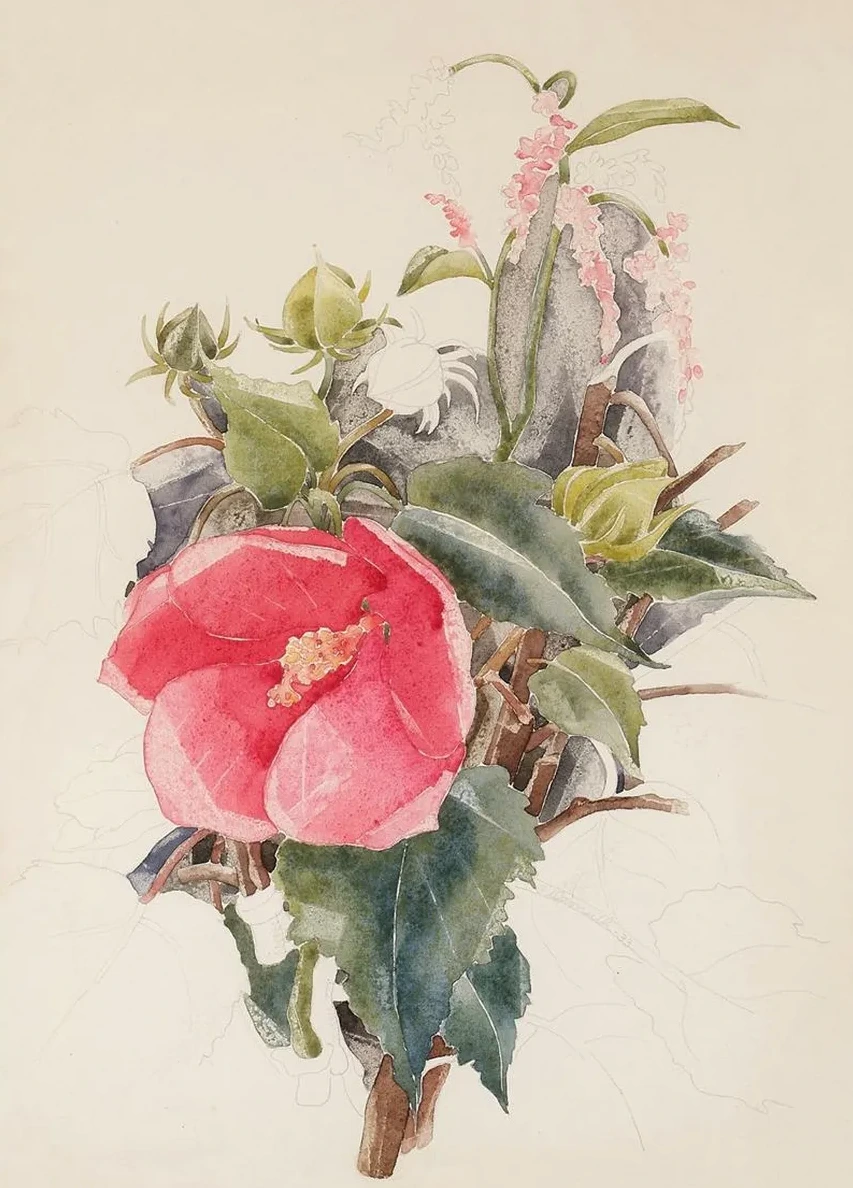 Hibiscus