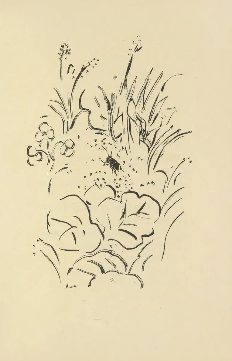 Histoires Naturelles Pl 40