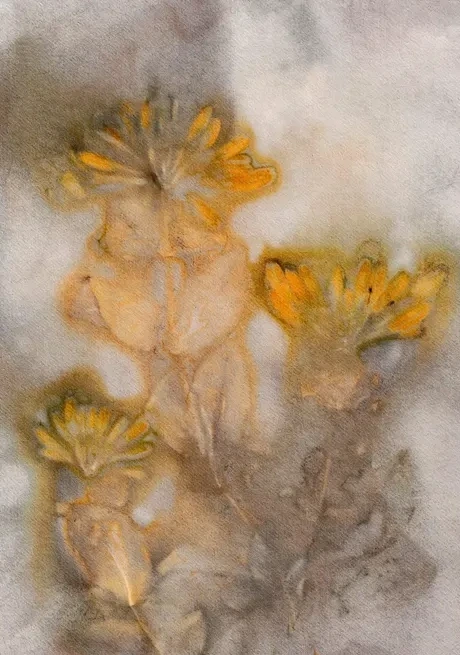 Honeysuckle 1 Saffron Taupe