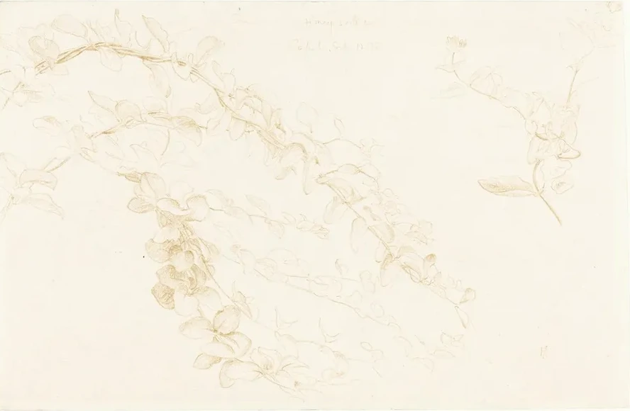 Honeysuckle