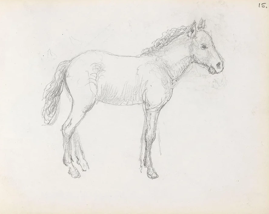 Horse Study