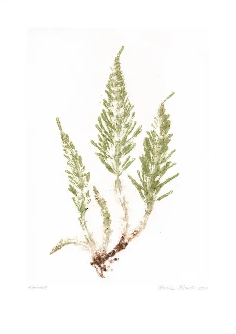 Horsetail Crisp