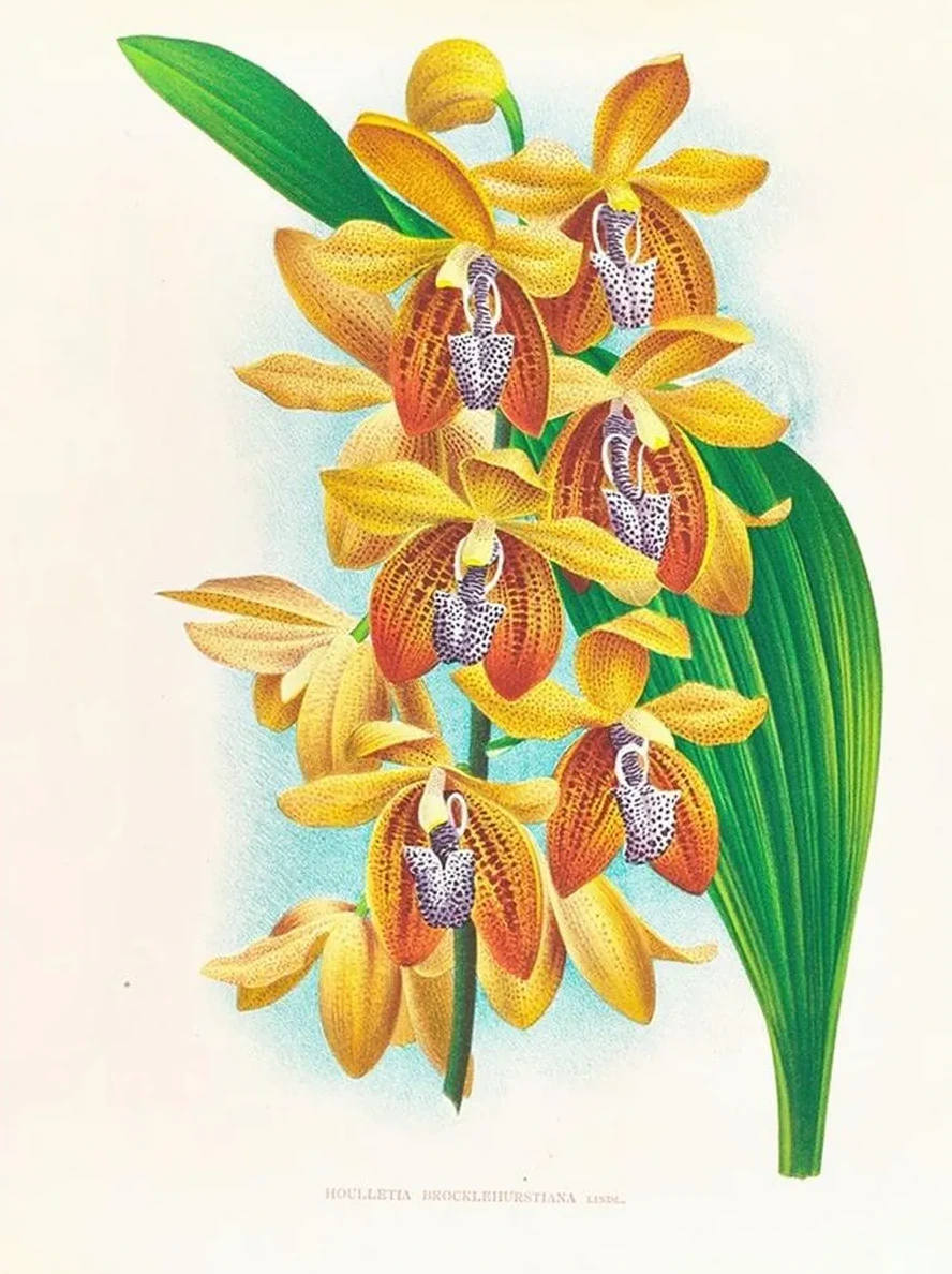 Houlletia Brocklehurstiana