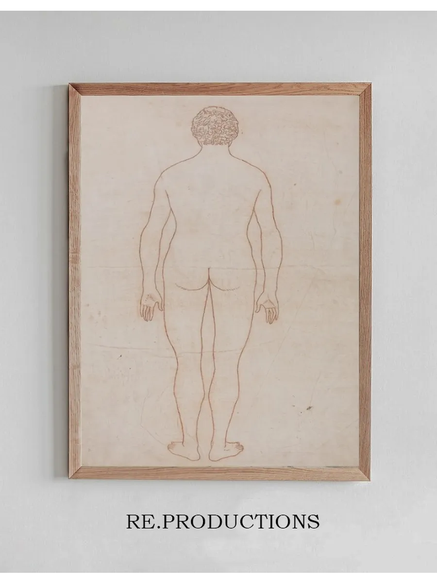 Human Body, Posterior View