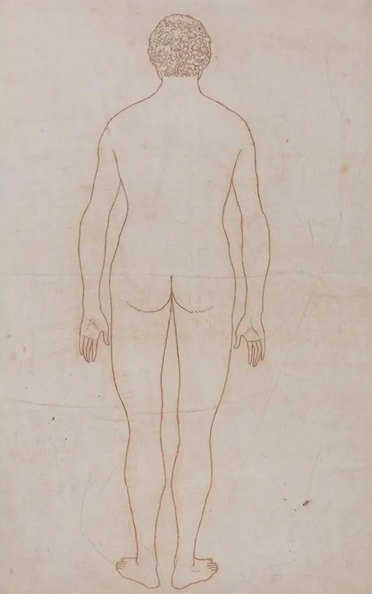 Human Body, Posterior View