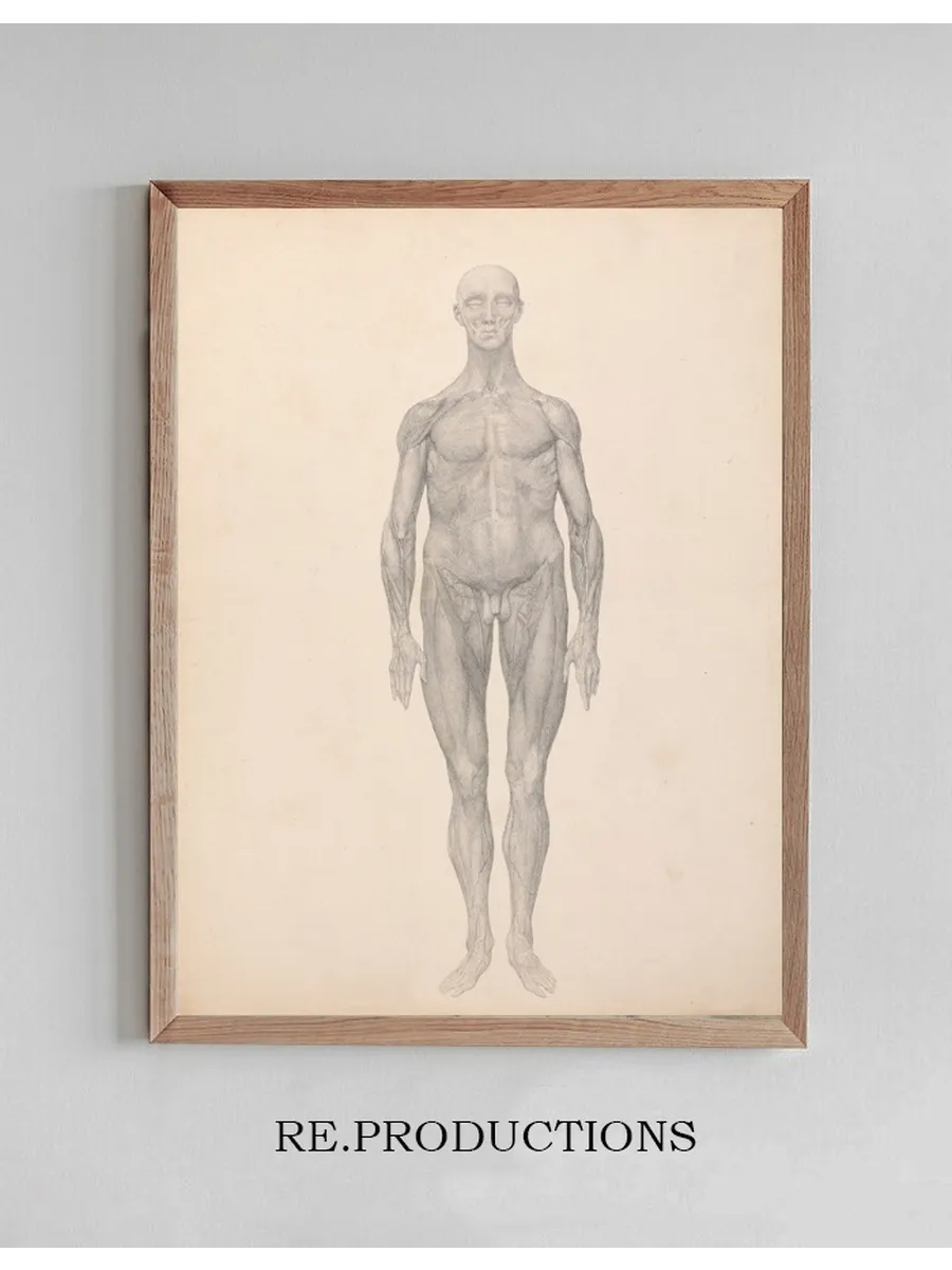 Human Figure, Anterior View, Skin and Underlying Fascial Layers Removed