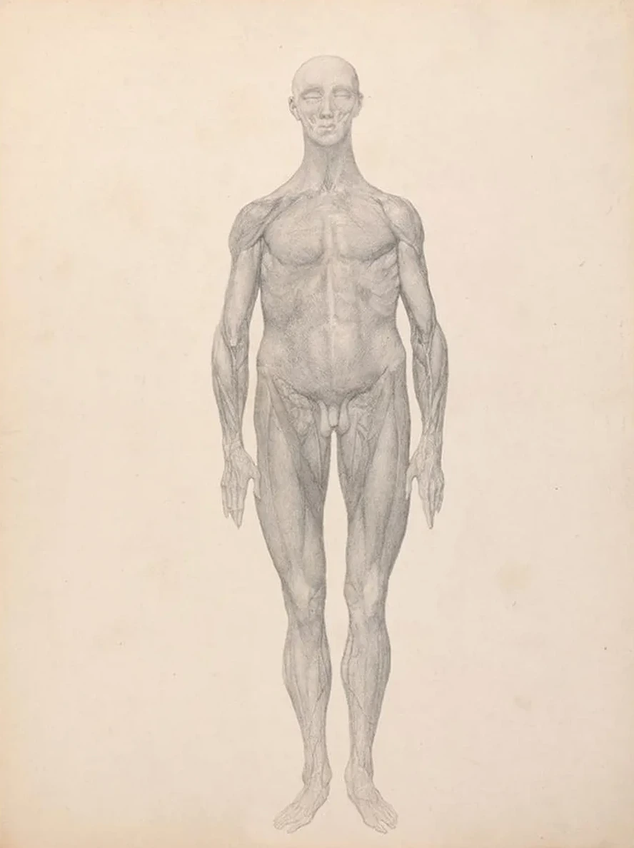 Human Figure, Anterior View, Skin and Underlying Fascial Layers Removed