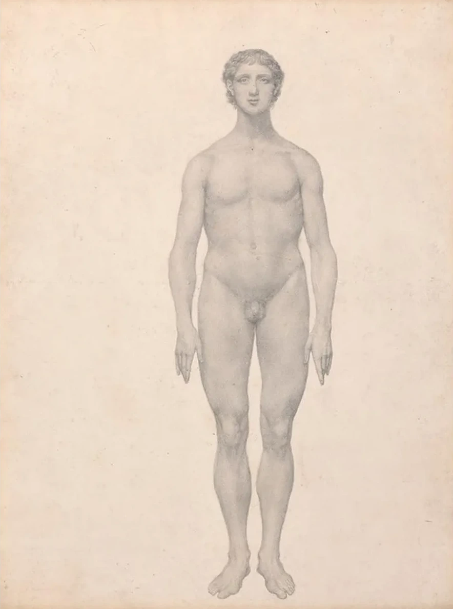 Human Figure, Anterior View, Undissected