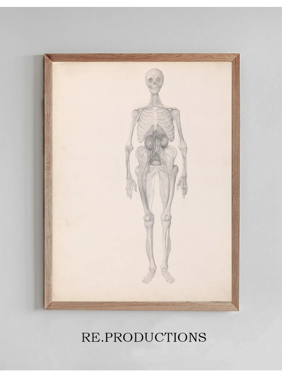 Human Figure, Anterior View