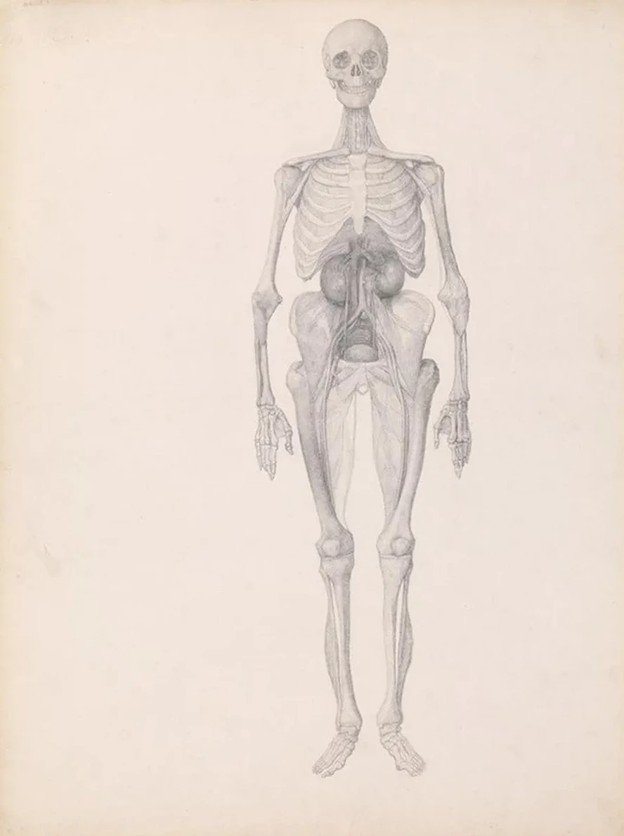 Human Figure, Anterior View