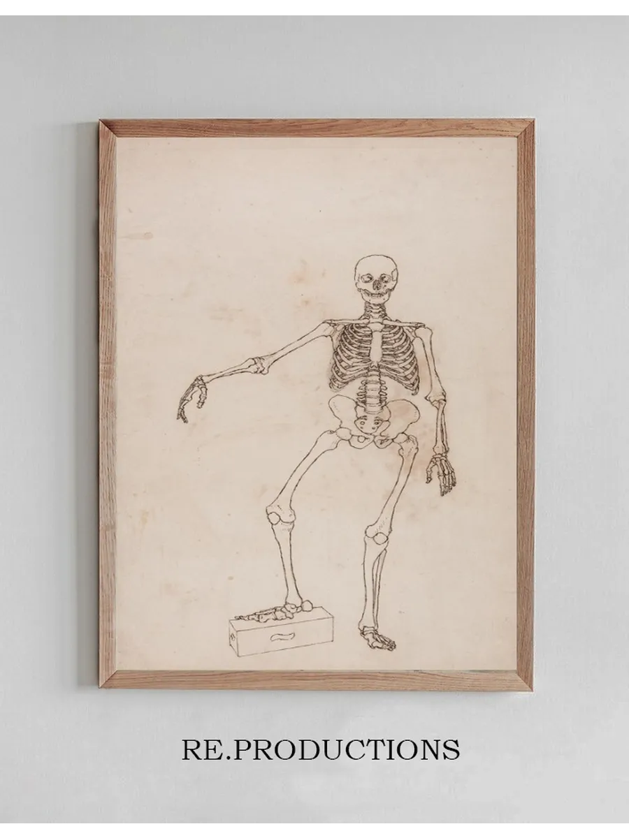 Human Skeleton, Anterior View