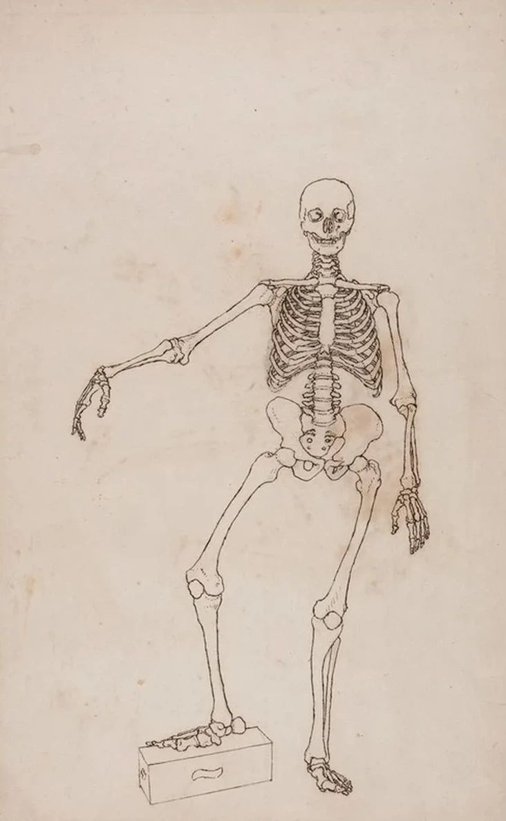Human Skeleton, Anterior View