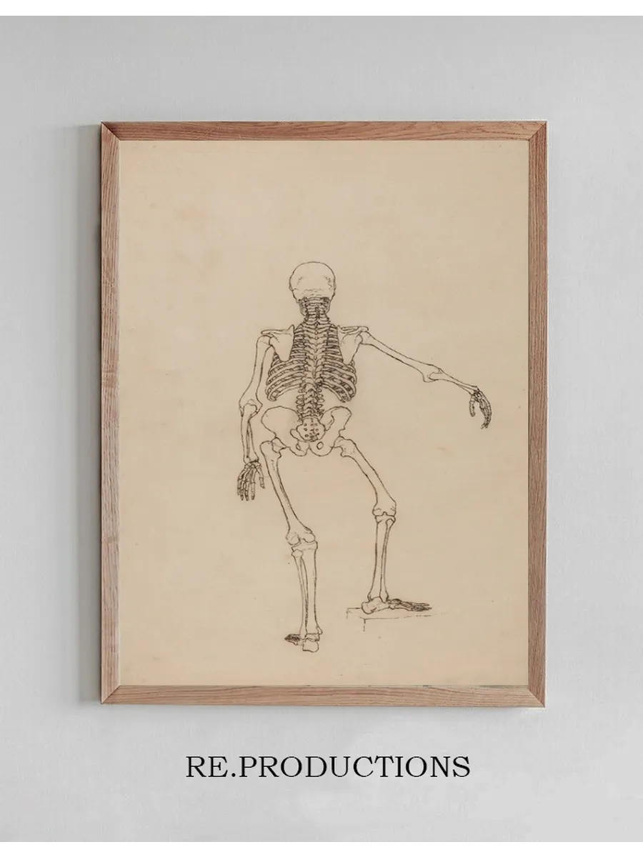 Human Skeleton, Posterior View